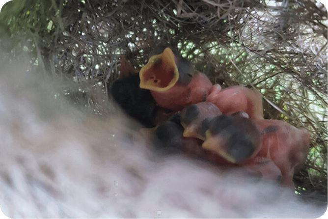 灰頭鷦鶯幼雛