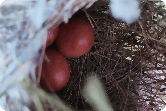 紅龍果灰頭鷦鶯築巢