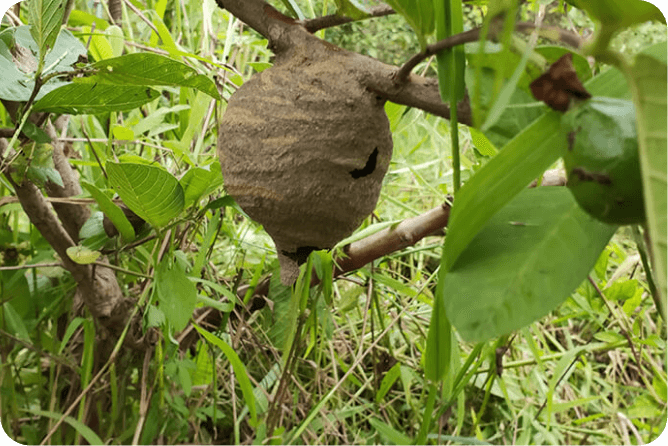 芭樂壺蜂築巢