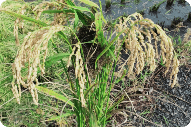 褐頭鷦鶯水稻築巢