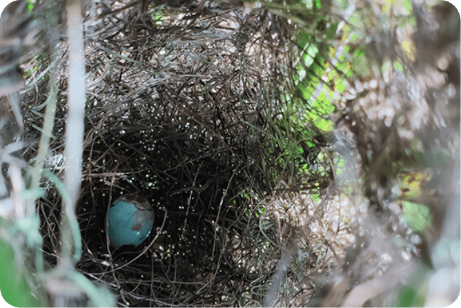 褐頭鷦鶯築巢